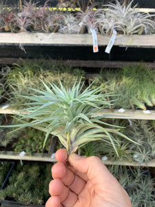 Tillandsia Bellissima (Tillandsia neglecta x Tillandsia sucrei)