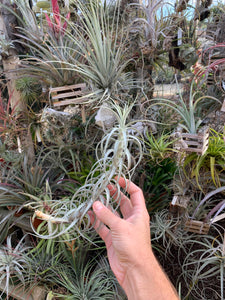 Tillandsia Sweet Isabel (Tillandsia tectorum x Tillandsia paleacea) Best clone