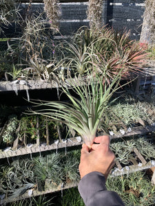 Tillandsia Tribute to Beauty (Tillandsia didisticha x Tillandsia latifolia)