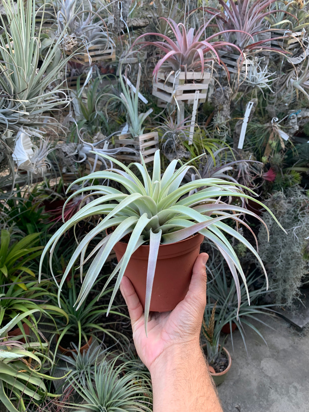 Tillandsia Queen’s Delight (Tillandsia carlsoniae x Tillandsia chiapensis)