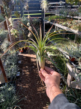 Tillandsia El Camaron (Tillandsia fasciculata x Tillandsia ionantha)