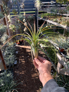 Tillandsia El Camaron (Tillandsia fasciculata x Tillandsia ionantha)