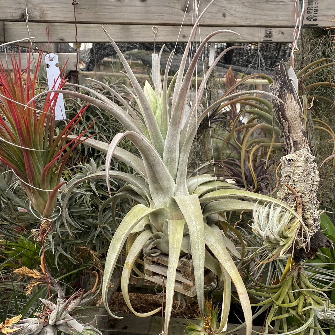 Tillandsia Bea Correale (chiapensis x streptophylla) – Cuffel Farms