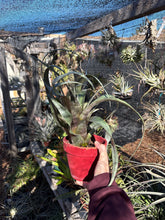 Tillandsia leucolepis