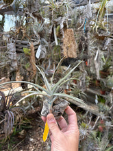 Tillandsia porongoensis