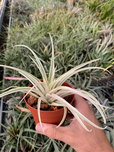 Tillandsia Deborah Ann (Tillandsia riohondoensis variegated)