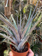 Tillandsia Mayan Gold (Tillandsia gayi x Tillandsia leucolepis)