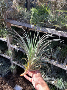 Tillandsia Lilac Spire (Tillandsia stricta x Tillandsia duratii)