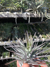 Tillandsia Purple Frost (Tillandsia neglecta dark clone x Tillandsia recurvifolia)