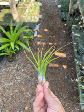 Tillandsia Joel (Tillandsia bulbosa x Tillandsia ionantha)