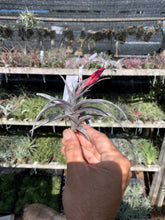 Tillandsia muhriae x Tillandsia edithae