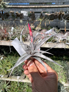 Tillandsia muhriae x Tillandsia edithae