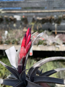 Tillandsia muhriae x Tillandsia edithae