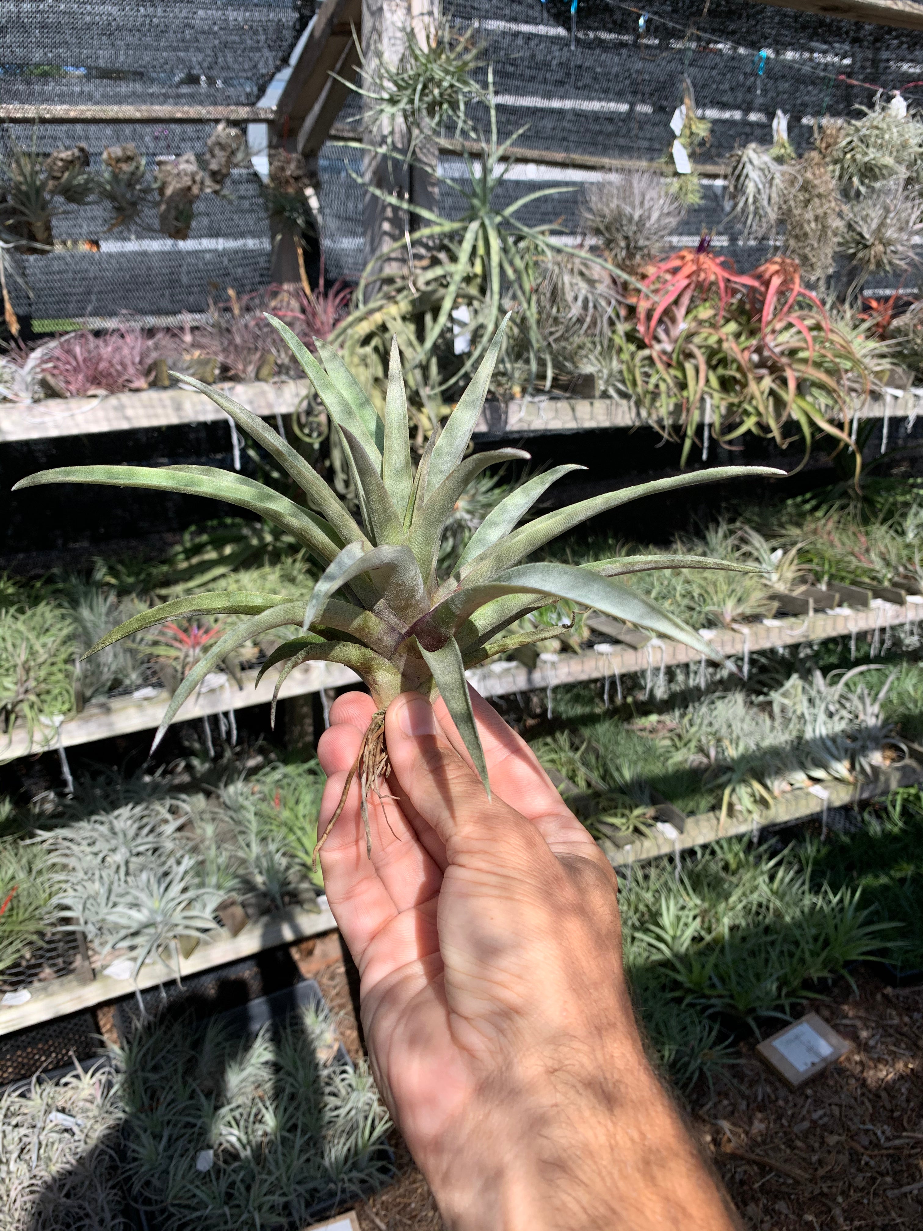 Tillandsia mima var. mima White Variety 【公式通販】