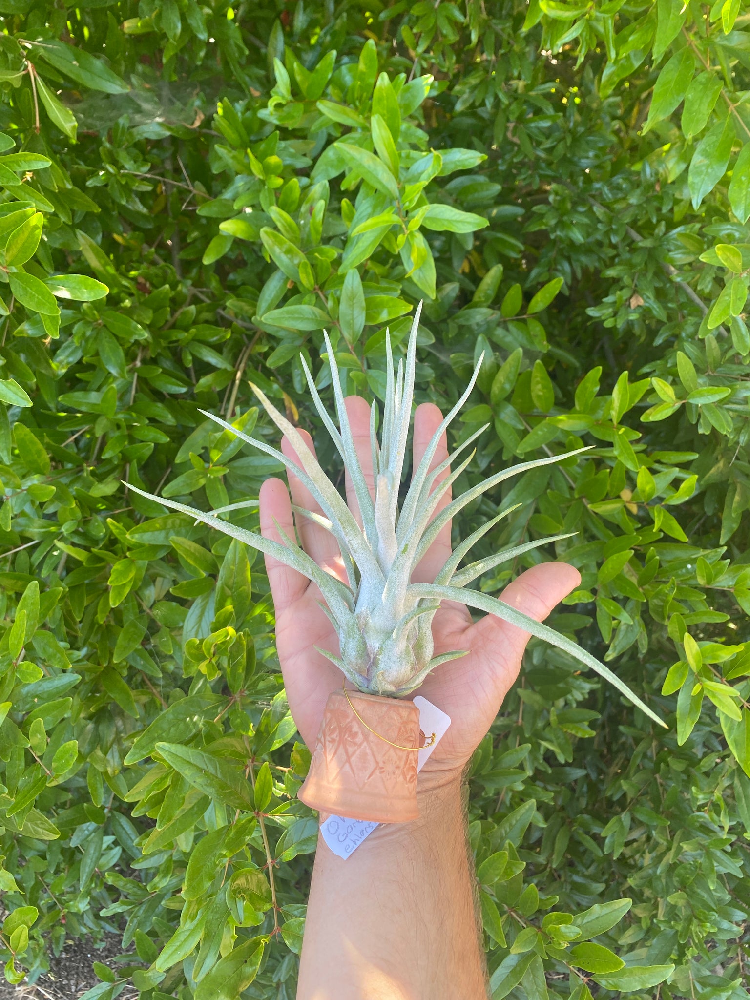 ehlersiana air plant Tillandsia Oh My (Tillandsia Gorgon x Tillandsia ehlersiana) – Cuffel Farms