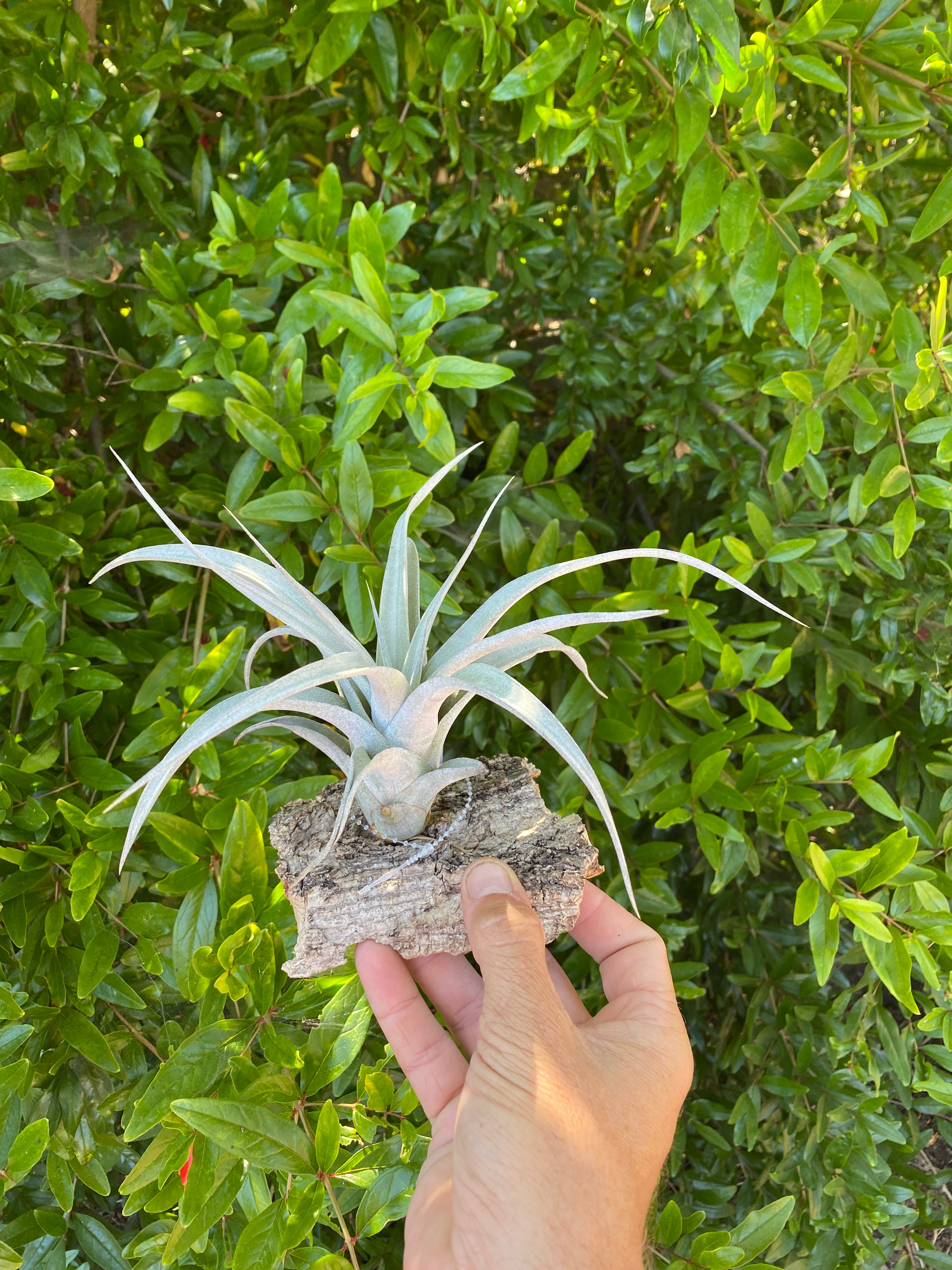 chiapensis × xerographica〔エアプランツ〕T5110 chiapensis × xerographica〔エアプランツ〕T5110 初心者にも