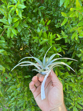 Miami Magic (Tillandsia streptophylla x Tillandsia xerographica)