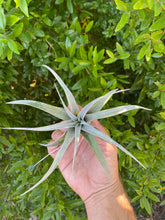 Miami Magic (Tillandsia streptophylla x Tillandsia xerographica)