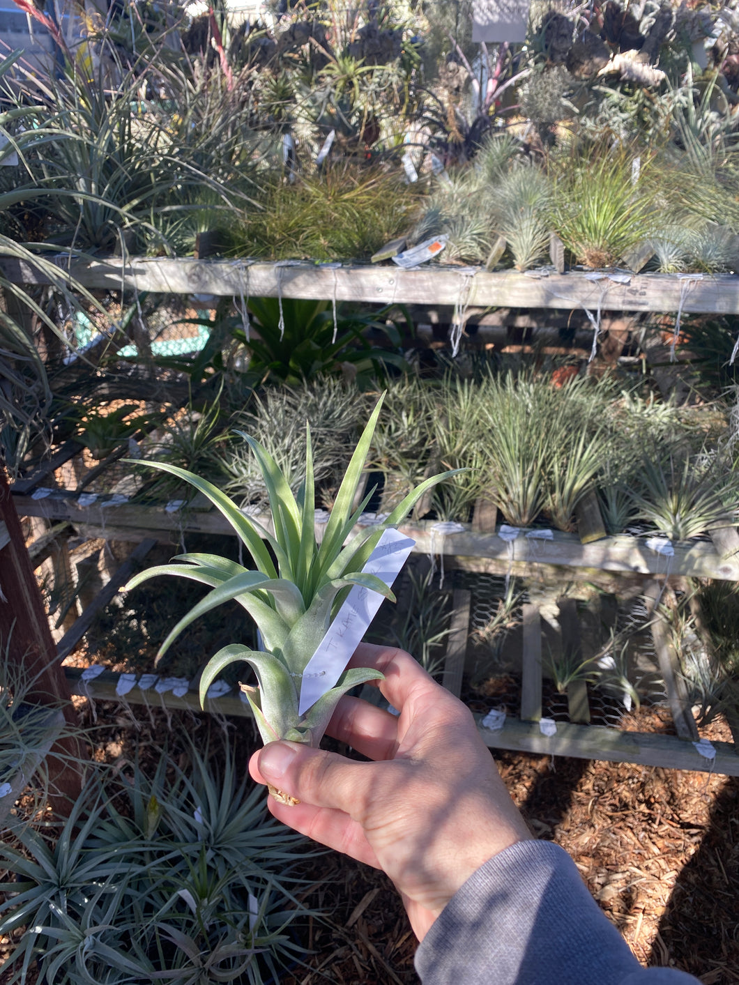 Tillandsia Katie Styer (Tillandsia Fire Orange x Tillandsia streptophylla)