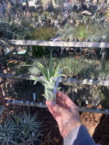 Tillandsia Katie Styer (Tillandsia Fire Orange x Tillandsia streptophylla)