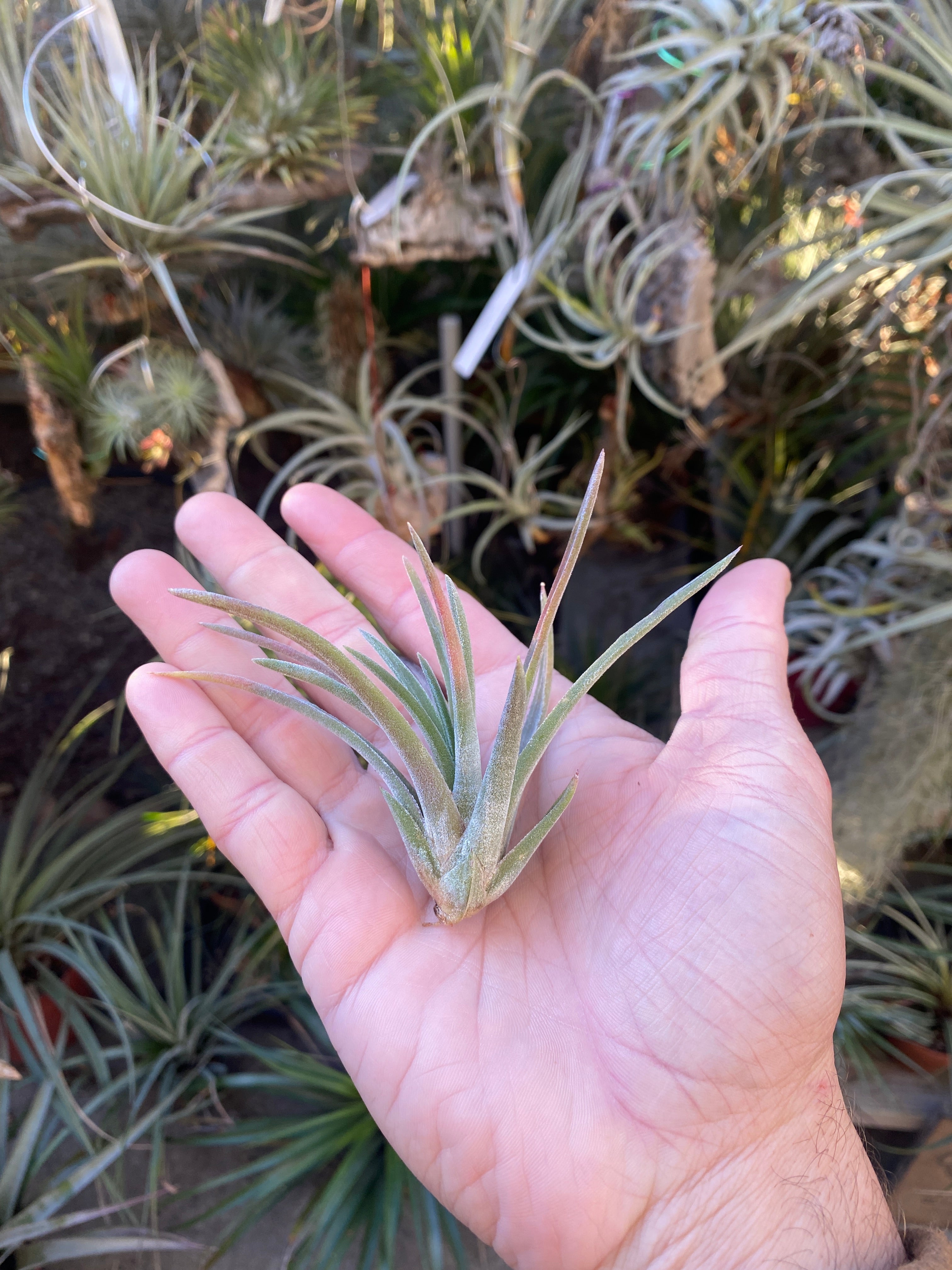 Tillandsia guerreroensis