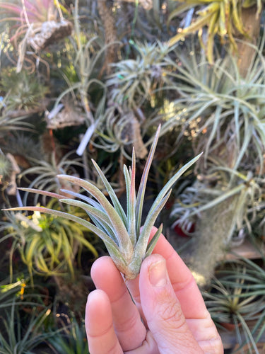 Tillandsia guerreroensis