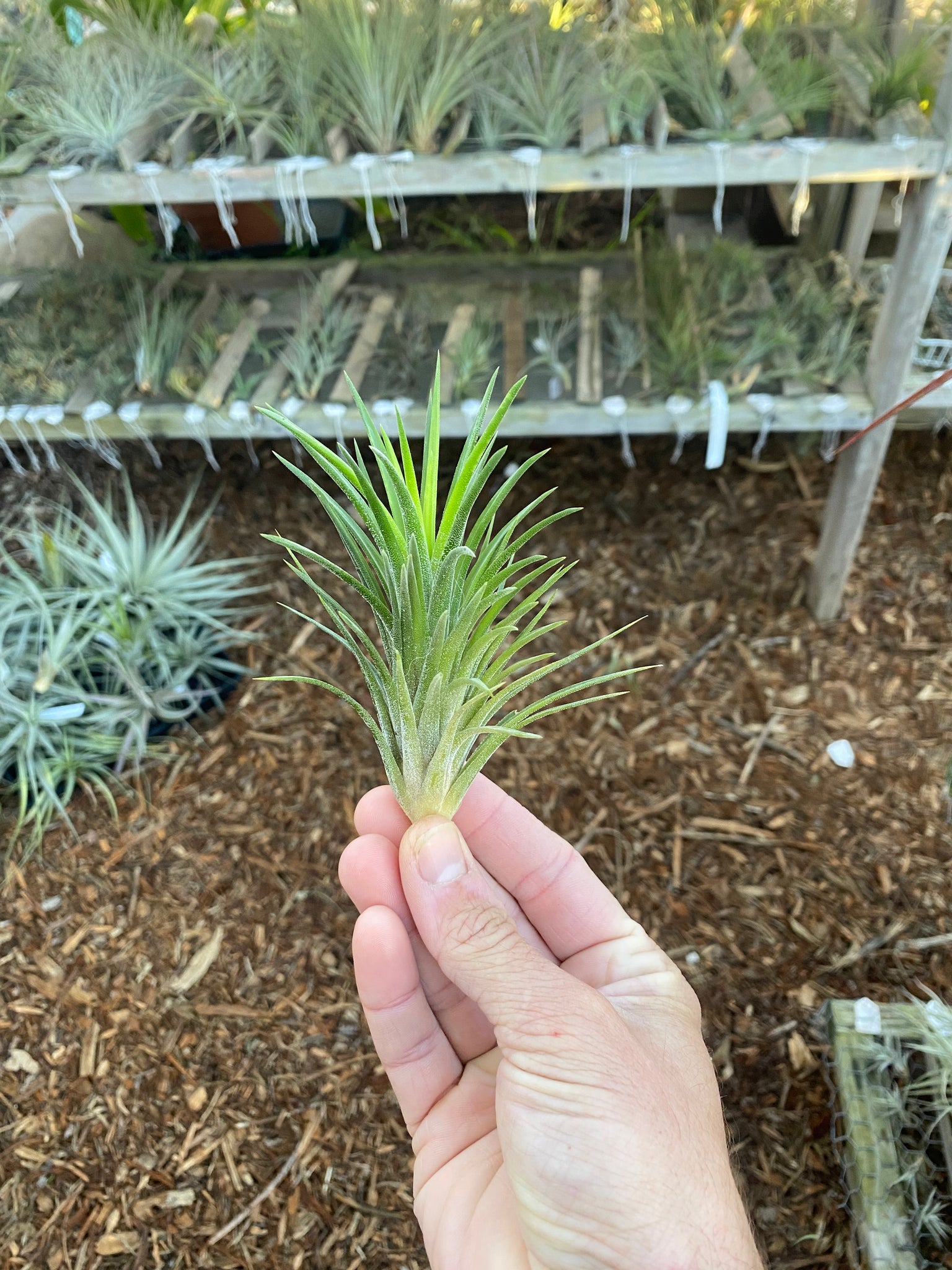 mexican air plants Tillandsia ionantha v ionantha (Mexico, long form) – Cuffel Farms