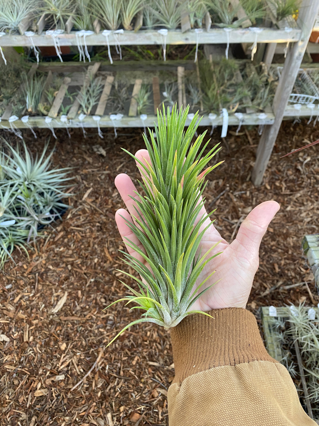 Tillandsia ionantha v ionantha (Mexico, long form)