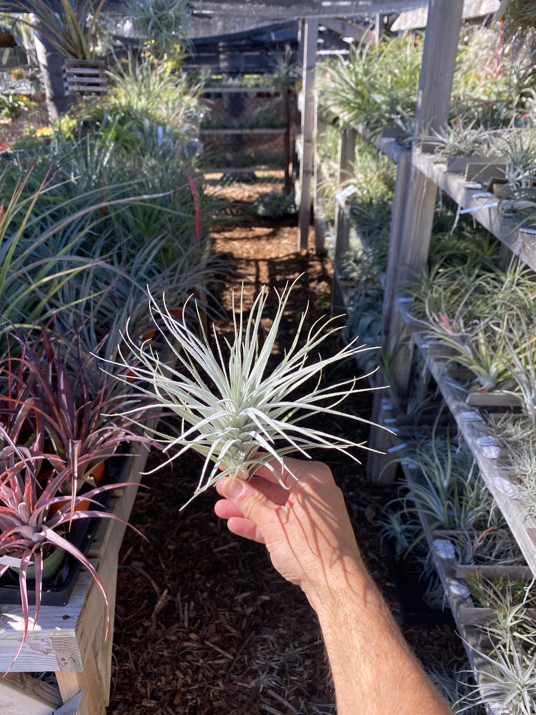 Tillandsia tectorum wide leaf form