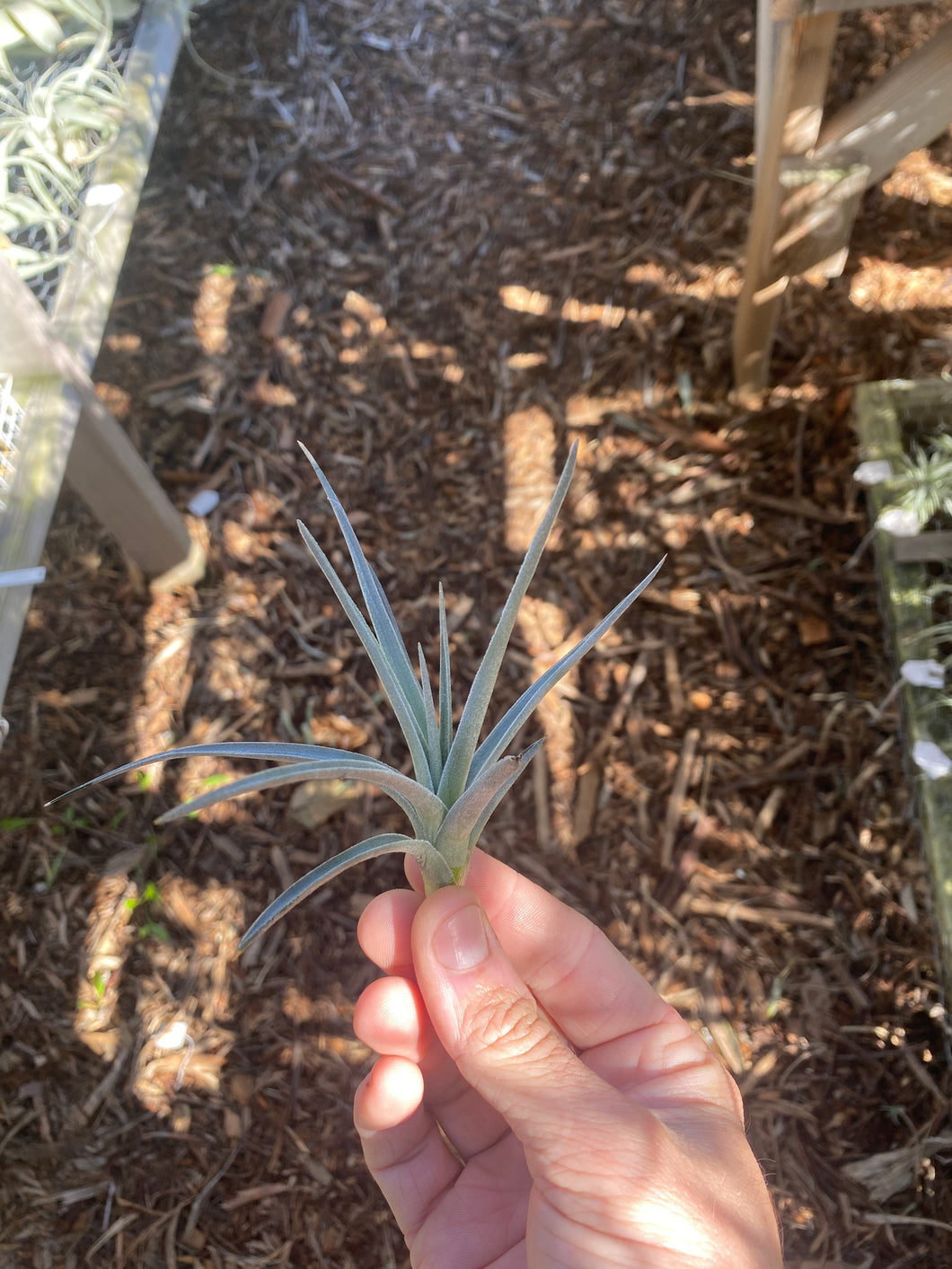 Tillandsia x genseri (Natural hybrid of T. argentina and T ixioides)