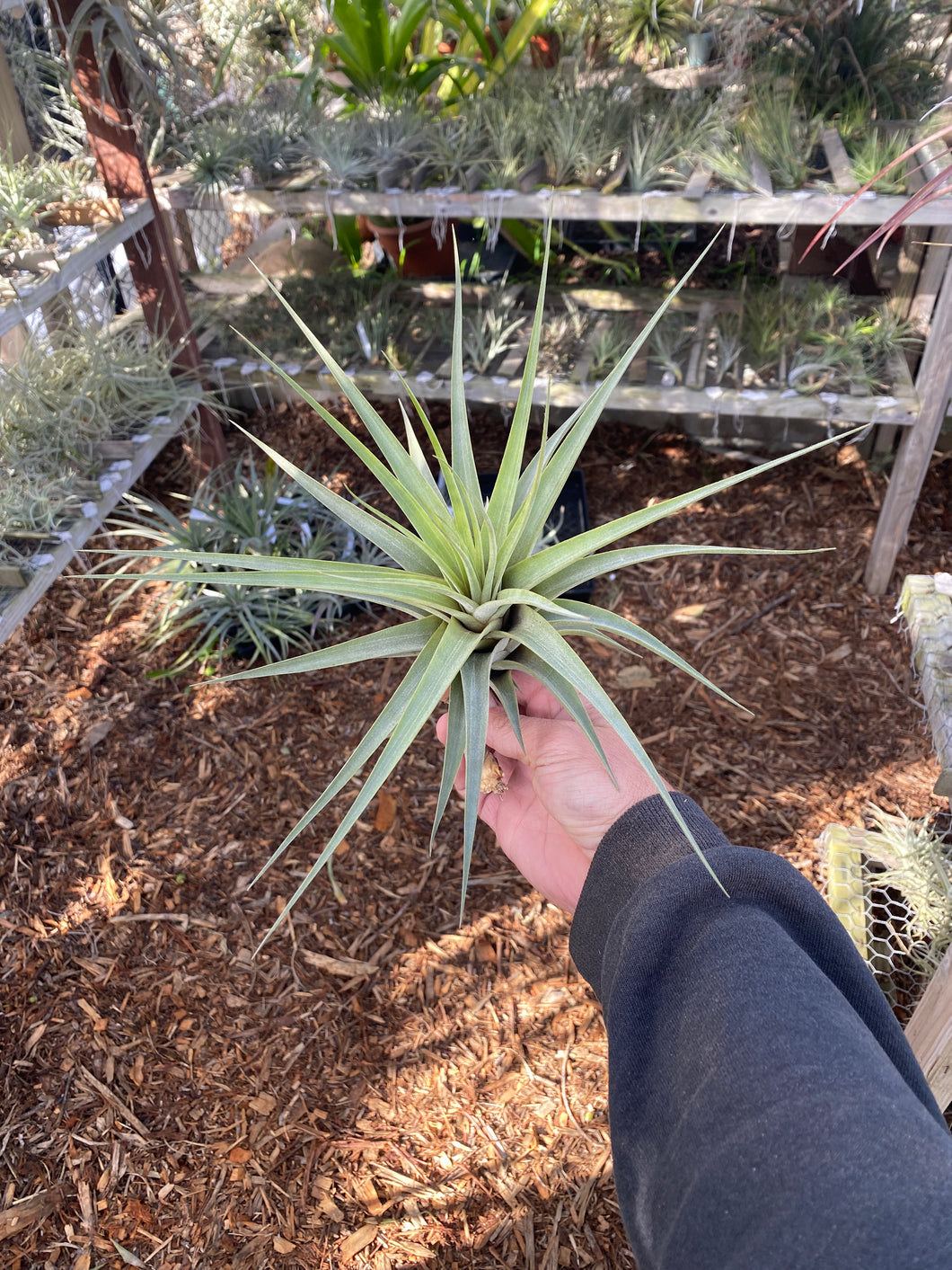 Tillandsia hitchcockiana