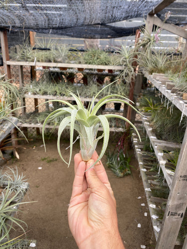 Tillandsia ehlersiana x Tillandsia achyrostachys