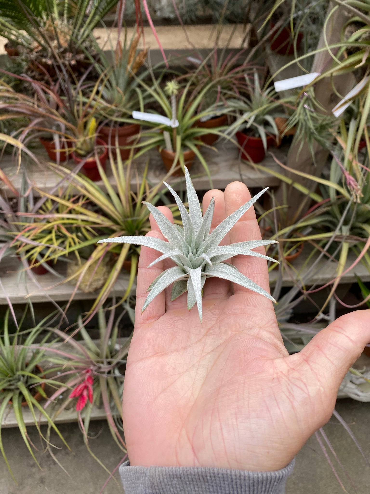 ブロメリア・エアープランツ Tillandsia Gardneri var. Rupicola ブロメリア・エアープランツ Tillandsia Gardneri var. Rupicola