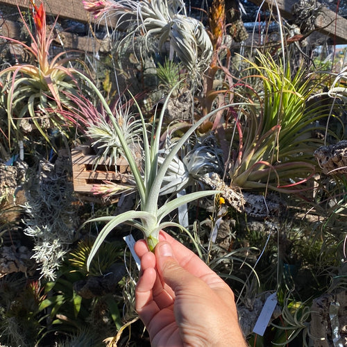 Tillandsia duratii x Tillandsia straminea