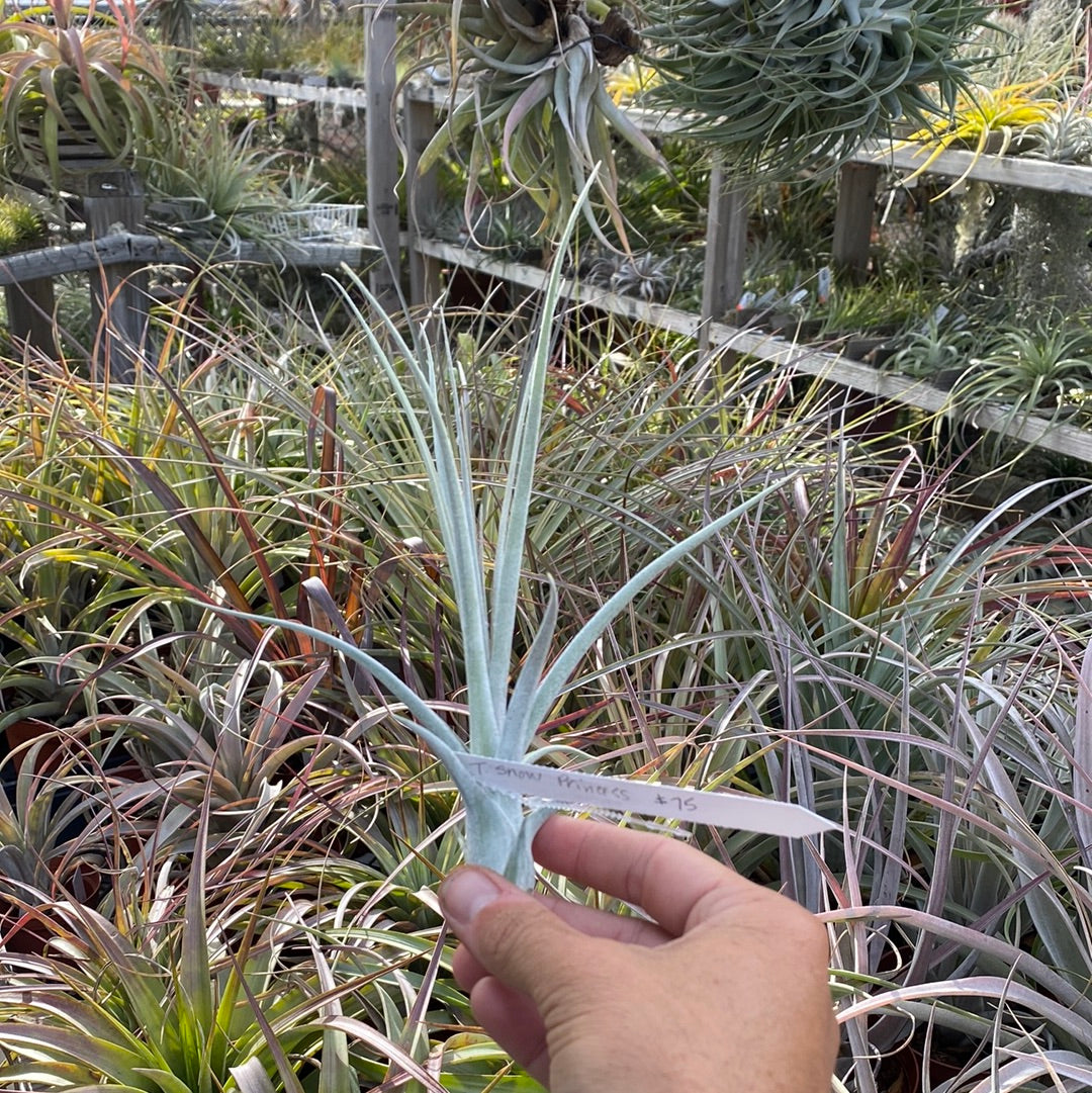 What Tillandsia exserta x T.ionantha 'Ron' □エアプランツYC are