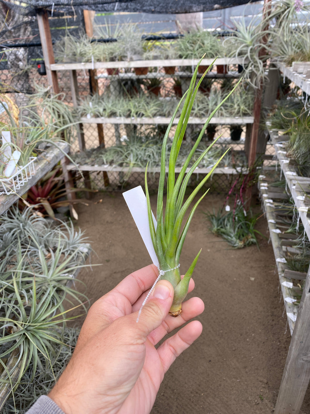 Tillandsia Albert the Great (Tillandsia flagellata x Tillandsia bulbosa)