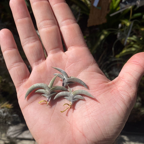 Tillandsia gilliesii major