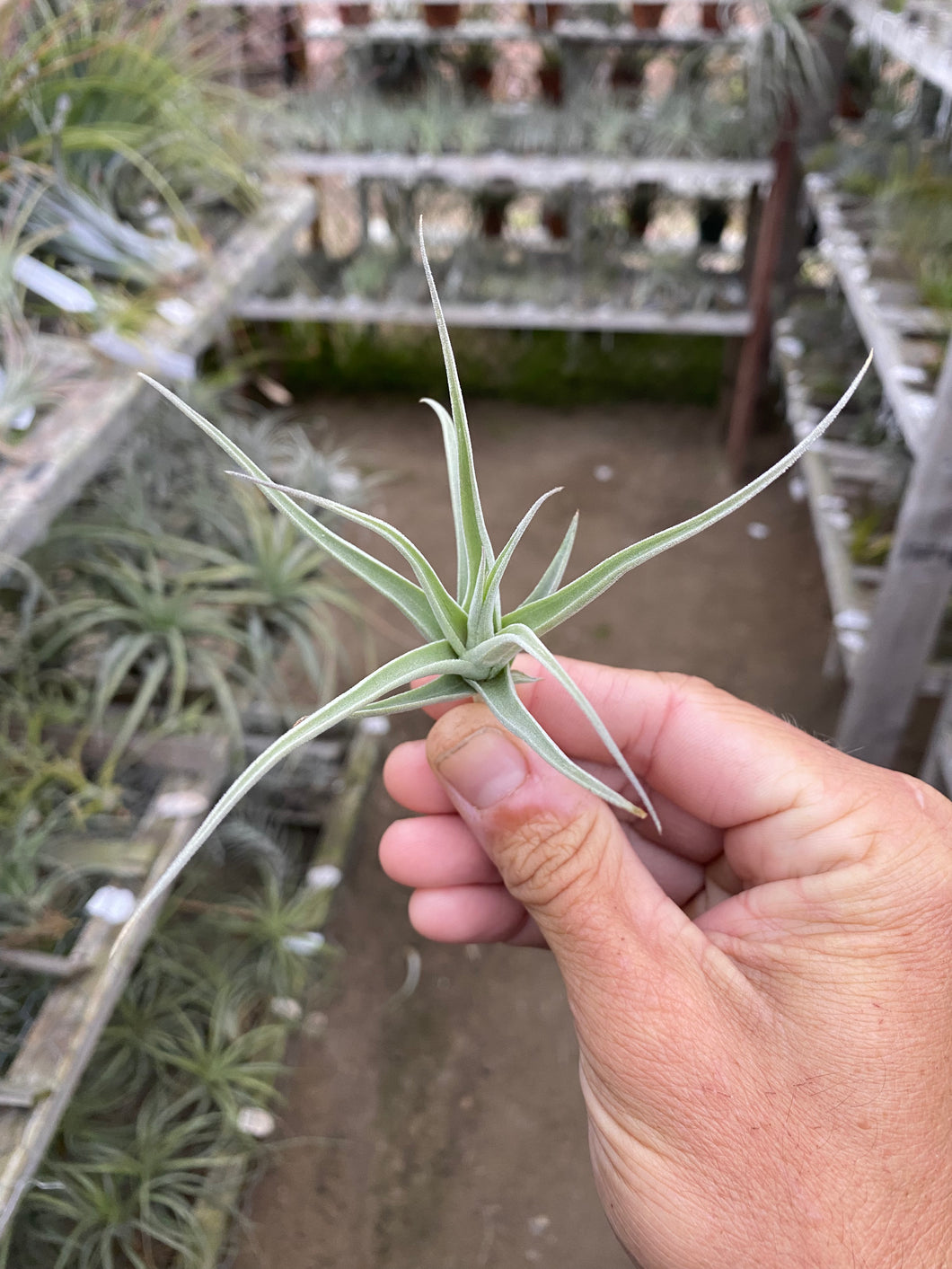 streptocarpa air plant Tillandsia streptocarpa mini x (likely Tillandsia paleacea ssp apurimacensis)