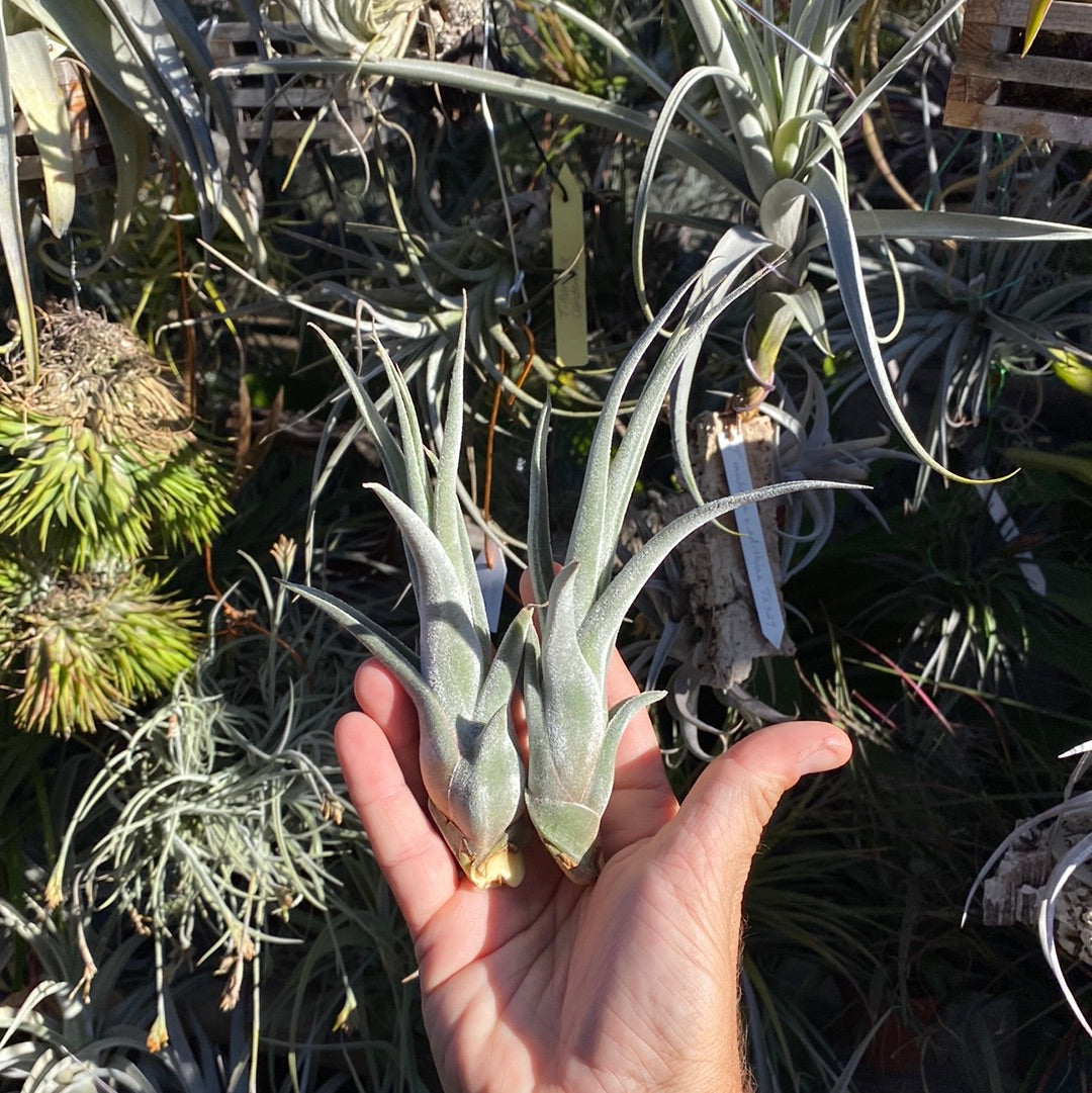 Tillandsia Joy (Tillandsia streptophylla x Tillandsia Tillandsia Joy (Tillandsia streptophylla x Tillandsia