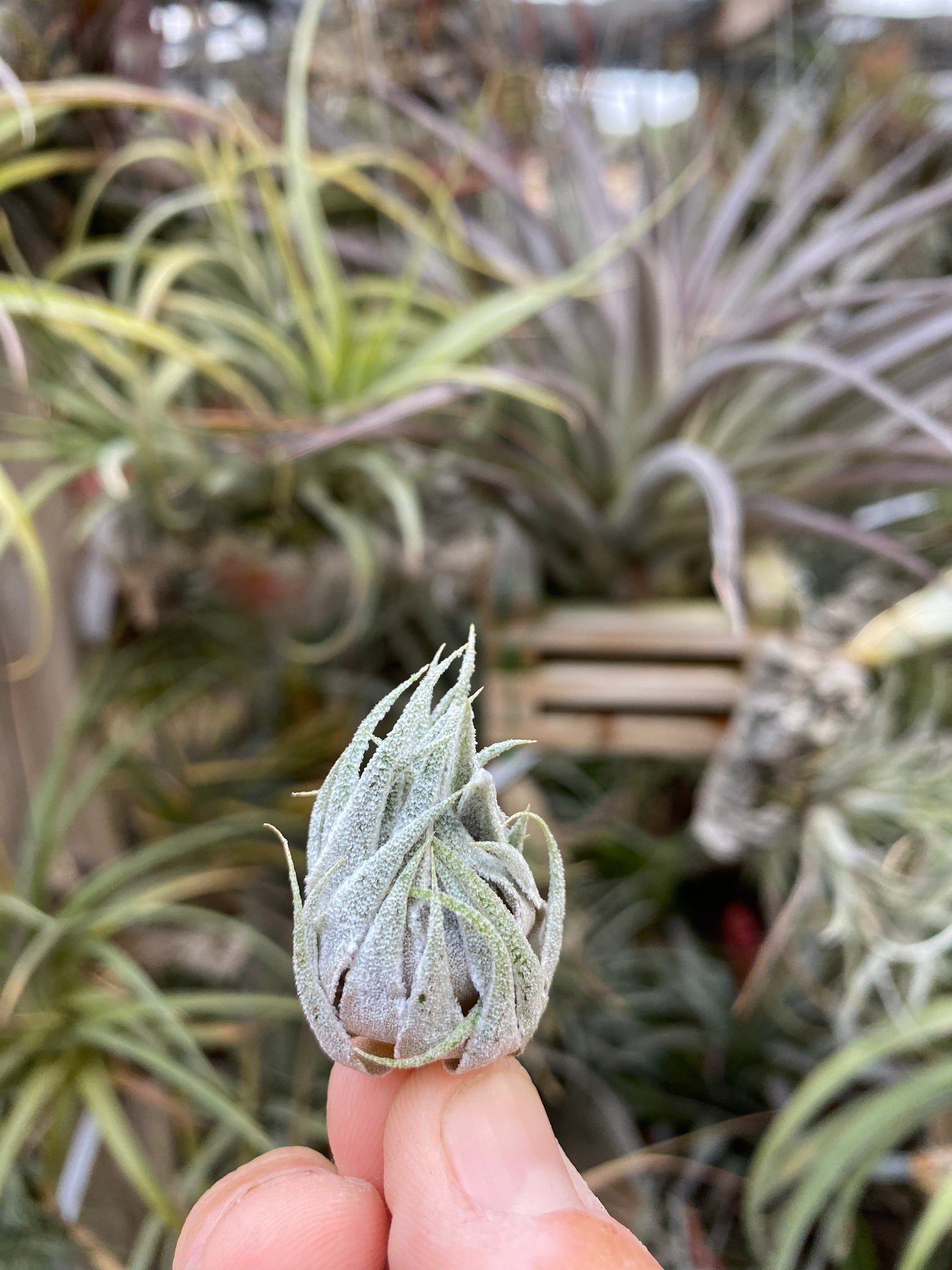 Tillandsia sprengeliana 'Large Clone' #1 Tillandsia sprengeliana Tillandsia sprengeliana 'Large Clone' #1 Tillandsia sprengeliana
