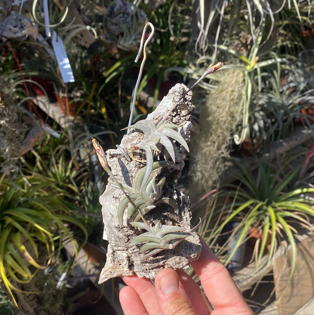 Tillandsia gilliesii major – Cuffel Farms