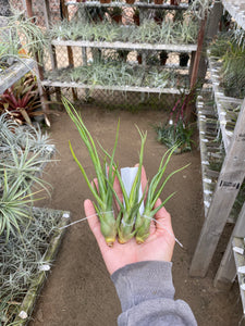 Tillandsia Albert the Great (Tillandsia flagellata x Tillandsia bulbosa)