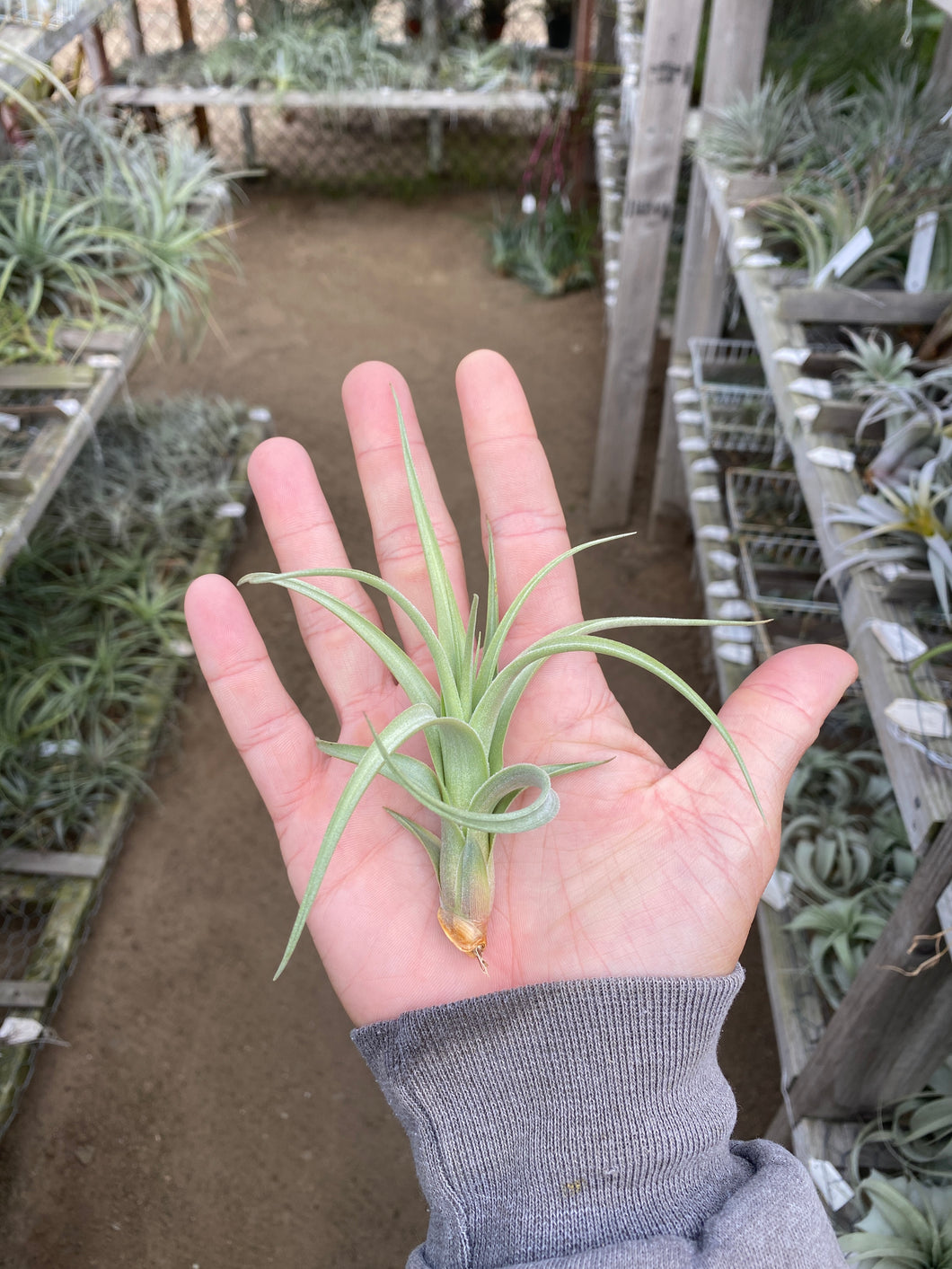 Tillandsia lorentziana Green form