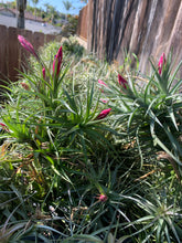 Tillandsia aeranthos hybrid bloom packs