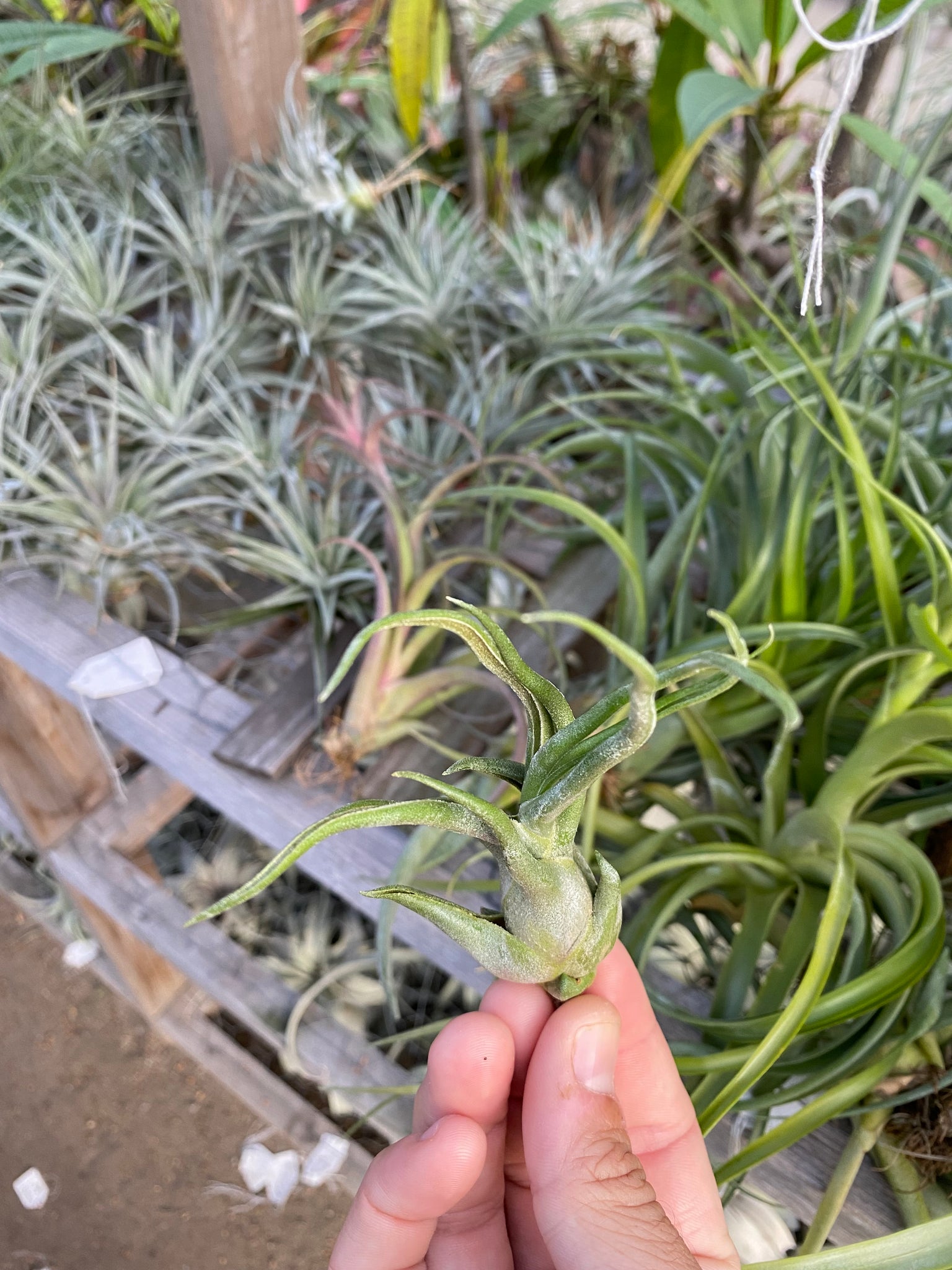 seleriana air plant care Tillandsia Charles Wiley (seleriana x bulbosa) – Cuffel Farms