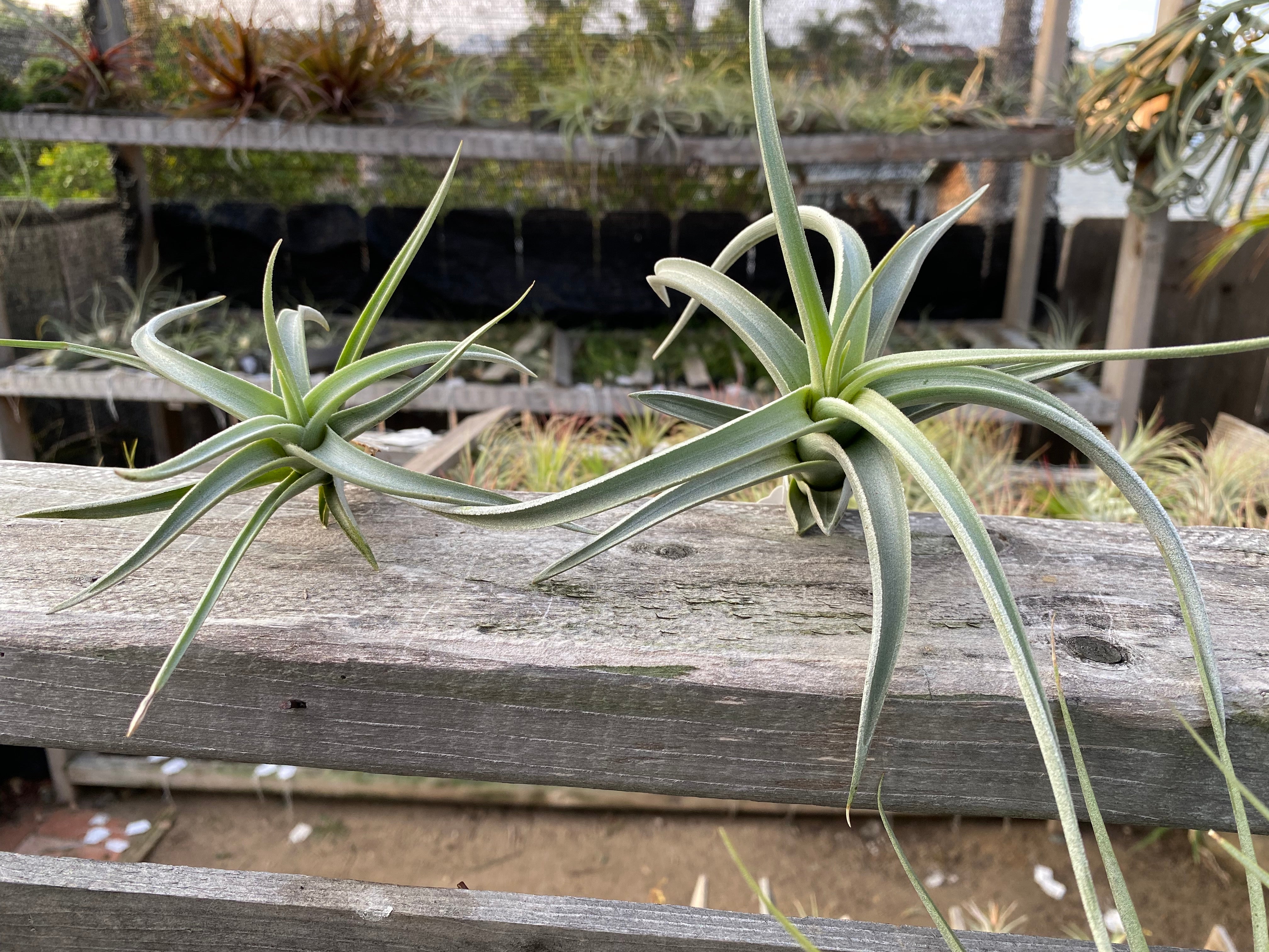 Tillandsia lotteae – Cuffel Farms Tillandsia lotteae – Cuffel Farms