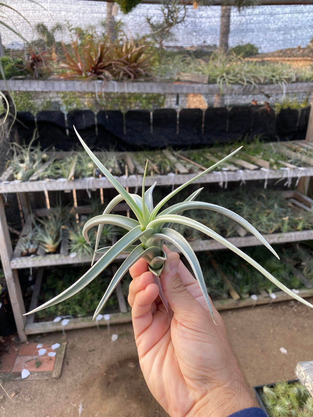 Tillandsia lotteae