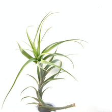 Tillandsia latifolia caulescent form