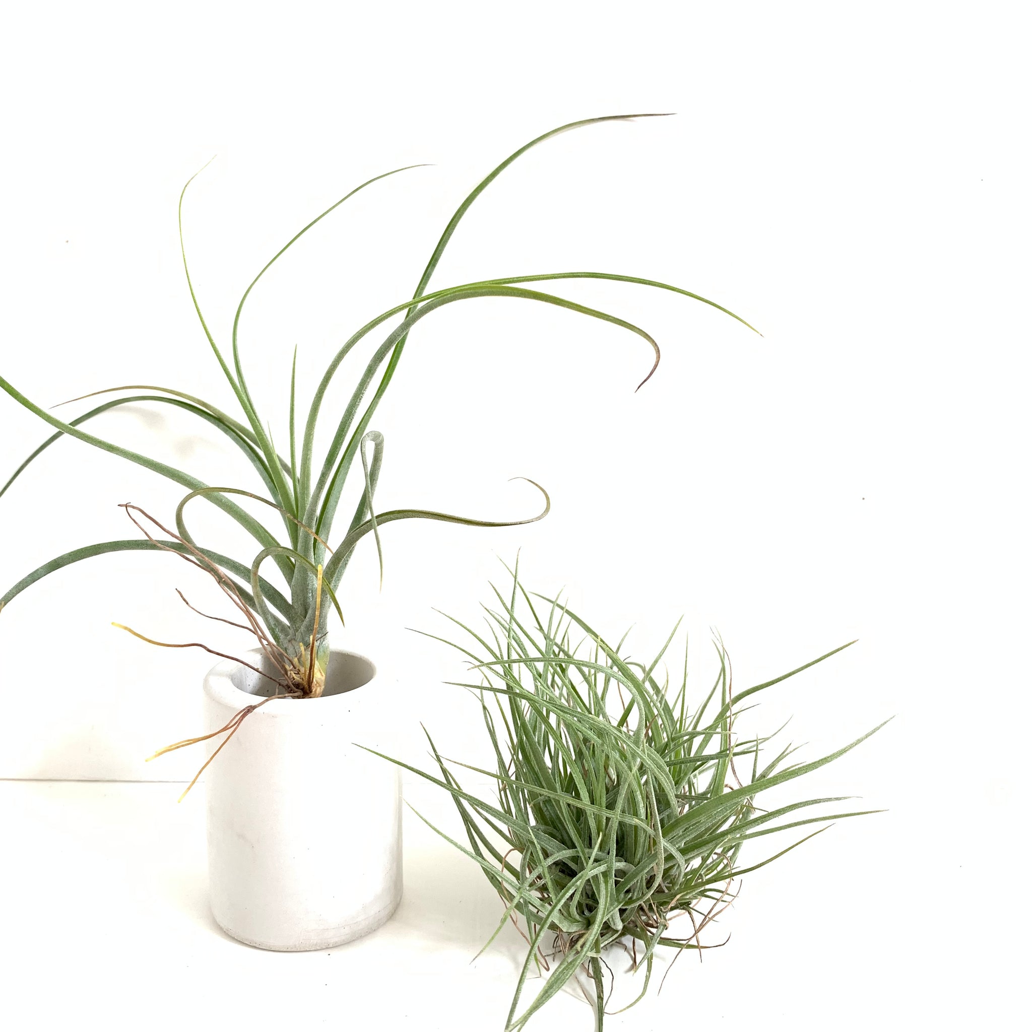 moonlight air plant Tillandsia moonlight (tricolor x schiedeana)