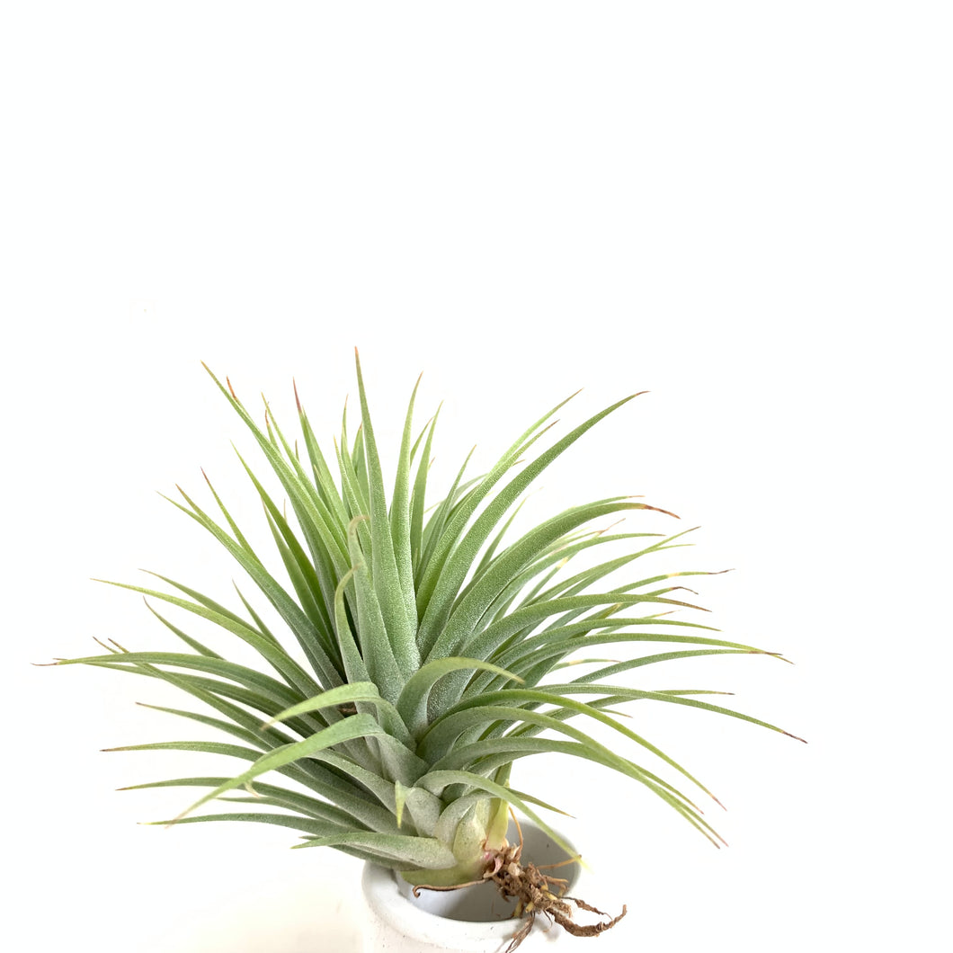 Tillandsia ionantha fat boy